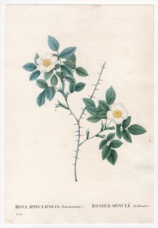 1828年 Redoute Les Roses バラ科 バラ属 ROSA SPINULIFOLIA Dematratiana