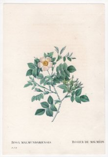 1828年 Redoute Les Roses バラ科 バラ属 ROSA MALMUNDARIENSIS
