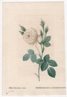 1828年 Redoute Les Roses バラ科 バラ属 ROSA MUSCOSA ALBA