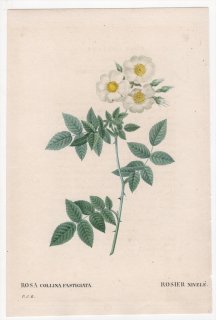 1828年 Redoute Les Roses バラ科 バラ属 ROSA COLLINA FASTIGIATA