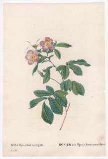 1828年 Redoute Les Roses バラ科 バラ属 ROSA Alpina flore variegato