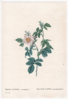 1828年 Redoute Les Roses バラ科 バラ属 ROSA CANINA grandiflora