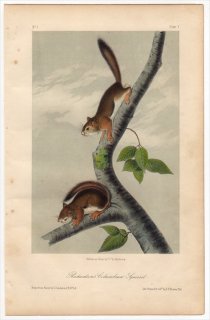 1849年 Audubon Quadrupeds of North America Pl.V リス科 リチャードソンジリス Richardson's Columbian Squirrel