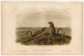 1849年 Audubon Quadrupeds of North America Pl.39 リス科 イクチドルミス属 ジュウサンセンジリス Leopard Spermophile