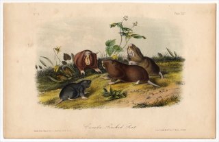 1849年 Audubon Quadrupeds of North America Pl.44 ホリネズミ科 トウブホリネズミ属 トウブホリネズミ Canada Pouched Rat