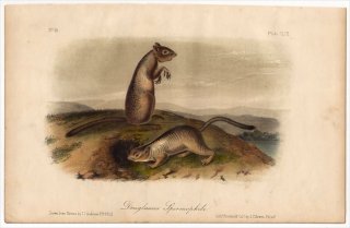 1849年 Audubon Quadrupeds of North America Pl.49 リス科 カリフォルニアジリス Douglasses Spermophile