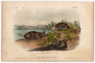1854年 Audubon Quadrupeds of North America Pl.110 ホリネズミ科 セイブホリネズミ属 モグラホリネズミMole-Shaped Pouched Rat