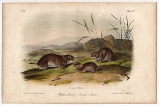 1854年 Audubon Quadrupeds of North America Pl.115 ネズミ科 ハタネズミ属 Yellow Cheeked Meadow Mouse