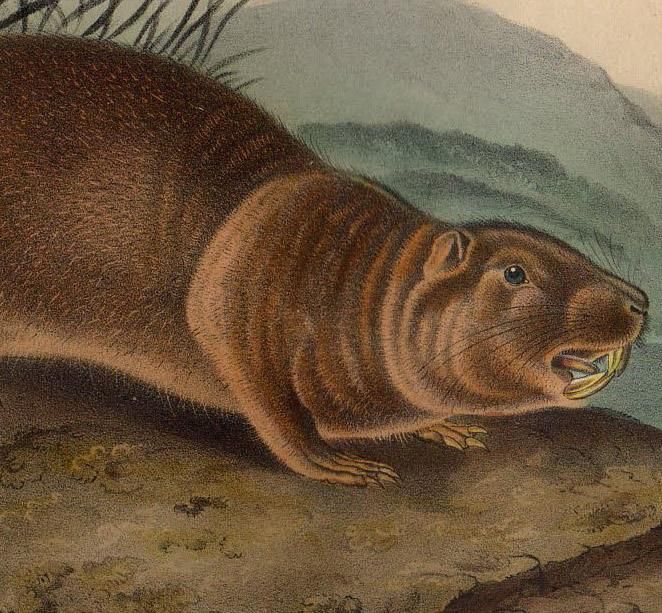 1854年 Audubon Quadrupeds of North America Pl.123