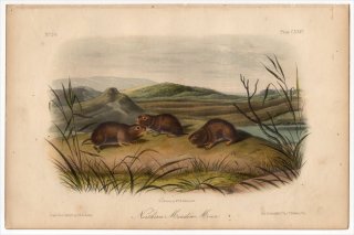 1854年 Audubon Quadrupeds of North America Pl.124 キヌゲネズミ科 ヌマレミング属 キタヌマレミング Northern Meadow Mouse