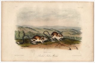 1854年 Audubon Quadrupeds of North America Pl.130 ポケットマウス科 カンガルーネズミ Pouched Jerboa Mouse