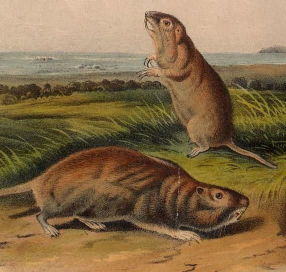 1854年 Audubon Quadrupeds of North America Pl.142 ホリネズミ 1854年 Audubon Quadrupeds of North America Pl.142 ホリネズミ
