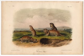 1854年 Audubon Quadrupeds of North America Pl.142 ホリネズミ科 セイブホリネズミ属 キタホリネズミ The Camas Rat