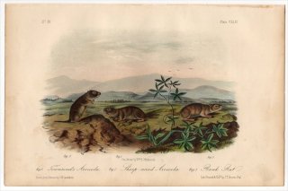 1854年 Audubon Quadrupeds of North America Pl.144 キヌゲネズミ科 タウンゼンドハタネズミ アメリカハタネズミ サワコメネズミ