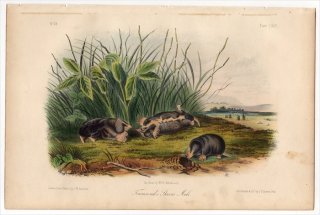 1854年 Audubon Quadrupeds of North America Pl.145 モグラ科 セイブモグラ属 セイブモグラ Townsend's Shrew Mole