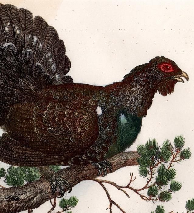 1864年 Fitzinger Bilder Atlas Fig 242 キジ科 オオライチョウ属 ヨーロッパオオライチョウ Uragallus Vulgaris アンティークプリント ボタニカルアート 博物画の通販サイト Spirito Di Artigiano 1864年 Fitzinger Bilder Atlas Fig 242 キジ科 オオライチョウ属 ヨーロッパオオライチョウ Uragallus Vulgaris アンティークプリント ボタニカルアート 博物画の通販サイト Spirito Di Artigiano