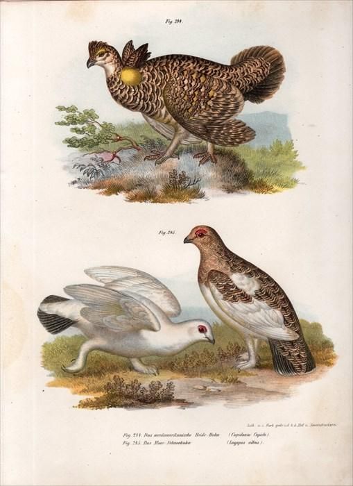 1864年 Fitzinger Bilder Atlas Fig.244 キジ科 ソウゲン