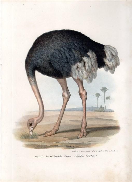 ダチョウ (Ostrich) | 2012年8月2日木曜日、多摩動物公園にて