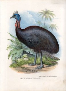 1864ǯ Fitzinger Bilder Atlas Fig.254 ҥɥ ҥɥ° ҥɥ Casuarius emu