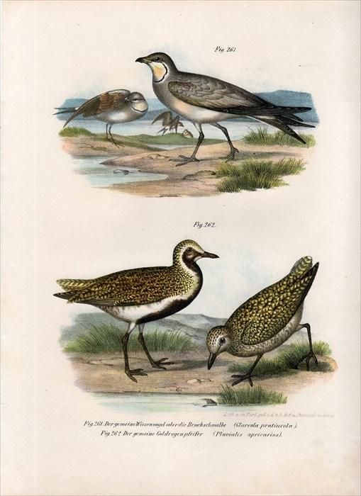 1864年 Fitzinger Bilder Atlas Fig.261 ツバメチドリ科 ニシ