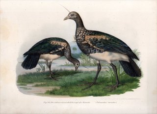 1864年 Fitzinger Bilder Atlas Fig.284 サケビドリ科 ツノサケビドリ属 ツノサケビドリ Palamedea cornuta
