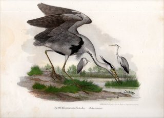 1864ǯ Fitzinger Bilder Atlas Fig.292  °  Ardea cinerea