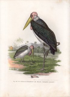 1864年 Fitzinger Bilder Atlas Fig.303 コウノトリ科 ハゲコウ属 アフリカハゲコウ Leptoptilos crumenifer