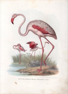 1864ǯ Fitzinger Bilder Atlas Fig.309 եߥ󥴲 եߥ° եߥ Phoenicopterus roseus