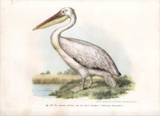 1864年 Fitzinger Bilder Atlas Fig.334 ペリカン科 ペリカン属 モモイロペリカン Pelicanus onocrotalus
