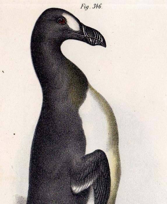 1864年 Fitzinger Bilder Atlas Fig.346 ウミスズメ科 1864年 Fitzinger Bilder Atlas Fig.346 ウミスズメ科