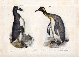 1864年 Fitzinger Bilder Atlas Fig.346 ウミスズメ科 オオウミガラス属 オオウミガラス Fig.347 ペンギン科 オウサマペンギン属 オウサマペンギン