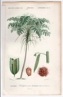 1849ǯ D'Orbigny ͭʪŵ Pl.16 إ إ° Trichopteris excelsa