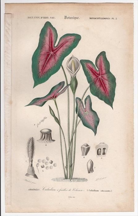 1849年 D Orbigny 万有博物事典 Pl 2 サトイモ科 サトイモ属 サトイモ Coladium Colocasioides アンティークプリント ボタニカルアート 博物画の通販サイト Spirito Di Artigiano 1849年 D Orbigny 万有博物事典 Pl 2 サトイモ科 サトイモ属 サトイモ Coladium Colocasioides アンティークプリント ボタニカルアート 博物画の通販サイト Spirito Di Artigiano