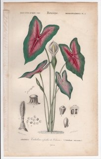 1849ǯ D'Orbigny ͭʪŵ Pl.2 ȥ ȥ° ȥ Coladium colocasioides