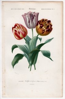 1849年 D'Orbigny 万有博物事典 Pl.3 ユリ科 チューリップ属 チューリップ Tulipa gesneriana