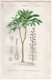 1849年 D'Orbigny 万有博物事典 Pl.12 キジカクシ科 センネンボク属 センネンボク Dracaena brasiliensis