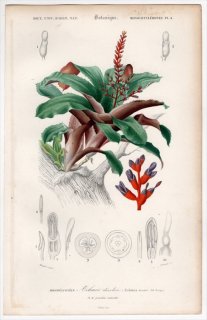 1849年 D'Orbigny 万有博物事典 Pl.4 パイナップル科 サンゴアナナス属 サンゴアナナス Aechmea discolor
