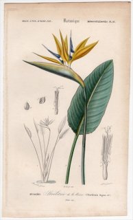 1849年 D'Orbigny 万有博物事典 Pl.16 ゴクラクチョウカ科 ゴクラクチョウカ属 ゴクラクチョウカ Strelitzia reginae