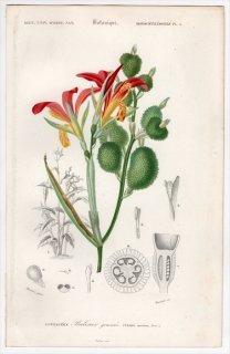 1849年 D'Orbigny 万有博物事典 Pl.3 カンナ科 カンナ属 ダンドク Canna speciosa