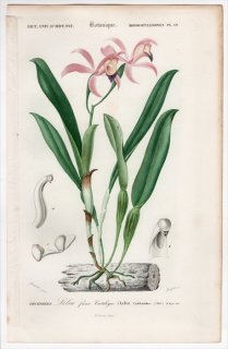 1849年 D'Orbigny 万有博物事典 Pl.19 ラン科 レリア属 Lelia cattleioides