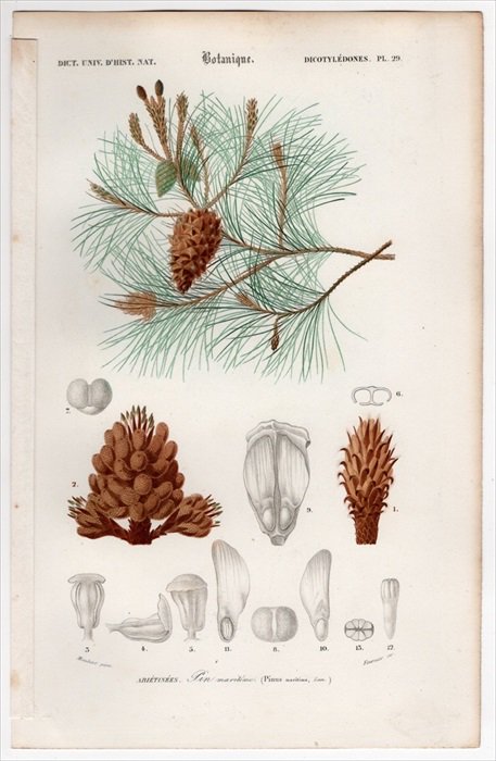 1849年 D Orbigny 万有博物事典 Pl 29 マツ科 マツ属 フランスカイガンショウ Pinus Maritima アンティークプリント ボタニカルアート 博物画の通販サイト Spirito Di Artigiano