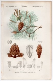 1849年 D'Orbigny 万有博物事典 Pl.29 マツ科 マツ属 フランスカイガンショウ Pinus maritima