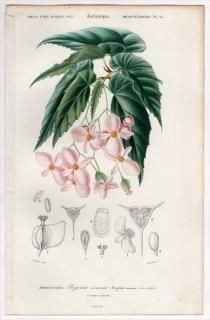 1849ǯ D'Orbigny ͭʪŵ Pl.25 奦ɥ 奦ɥ° Begonia incarnata