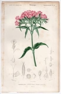 1849ǯ D'Orbigny ͭʪŵ Pl.10 ʥǥ ʥǥ° ꥫʥǥ Dianthus barbatus