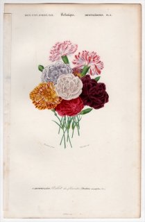 1849年 D'Orbigny 万有博物事典 Pl.8 ナデシコ科 ナデシコ属 カーネーション Dianthus caryophyllus