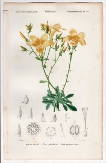 1849年 D'Orbigny 万有博物事典 Pl.38 アマ科 アマ属 Linum glandulosum