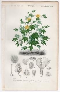 1849ǯ D'Orbigny ͭʪŵ Pl.11  勵° Gossypium vitifolium