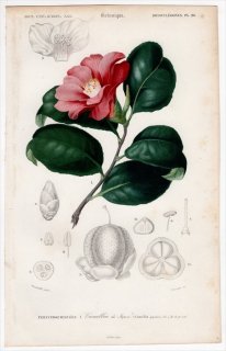 1849ǯ D'Orbigny ͭʪŵ Pl.28 ĥХ ĥХ° ĥХ Camellia japonica