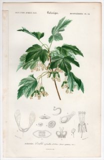1849年 D'Orbigny 万有博物事典 Pl.24 ムクロジ科 カエデ属 イタリアンメープル Acer opulifolium