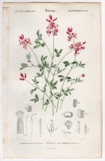 1849年 D'Orbigny 万有博物事典 Pl.30 マメ科 コマツナギ属 Indigofera procumbens
